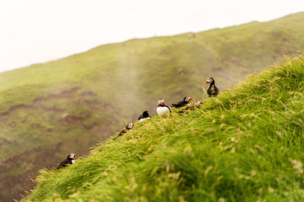 istock Puffin's colony on Mykines island, Faroe. 1170635897