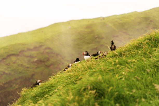 istock Cute Puffins sitting on grass cliff. Mykines, Faroe Islands. 1170635898