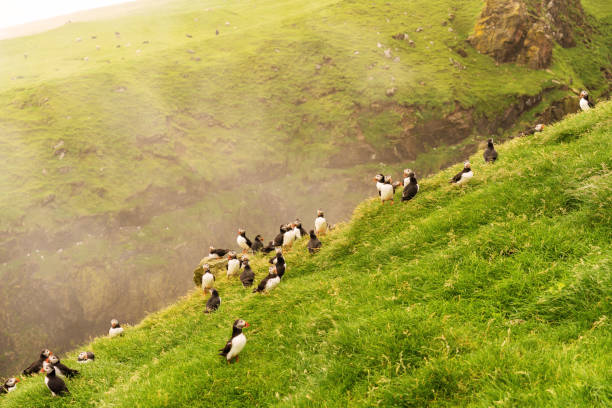 istock Puffin's couples nesting on grass cliff of Mykines island, Faroe. 1170635907