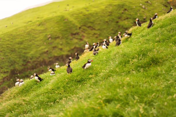 istock Green mountain and cliffs with nesting Puffins. Mykines island, Faroe. 1170635926