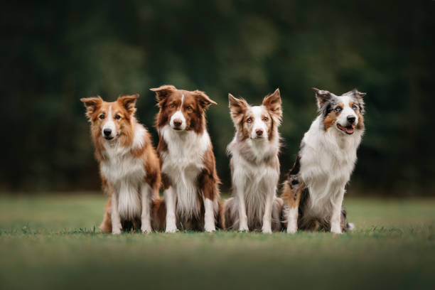 istock Four border collie dogs sitting next to each other 1170635947