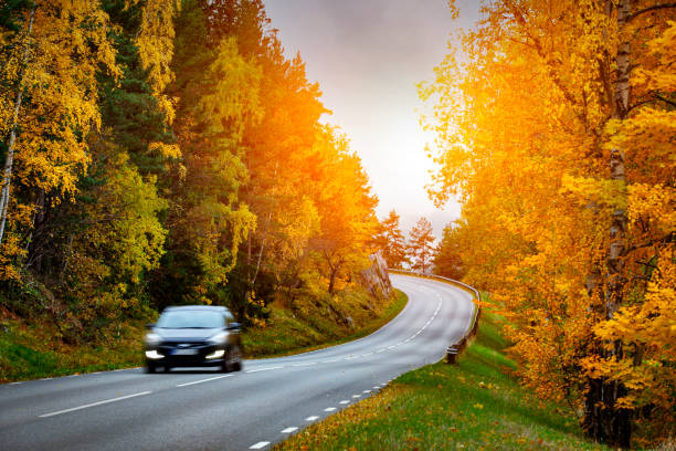 istock Car on the road in the forest 1170636013