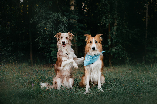 Two friends border collie dogs sit in embracing one another