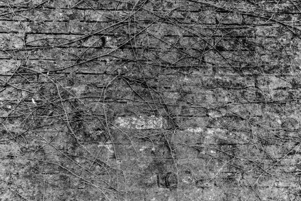 old wall in black and white style - dorsoduro quarter imagens e fotografias de stock