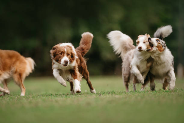 istock Four border collie dogs begin to run 1170636848