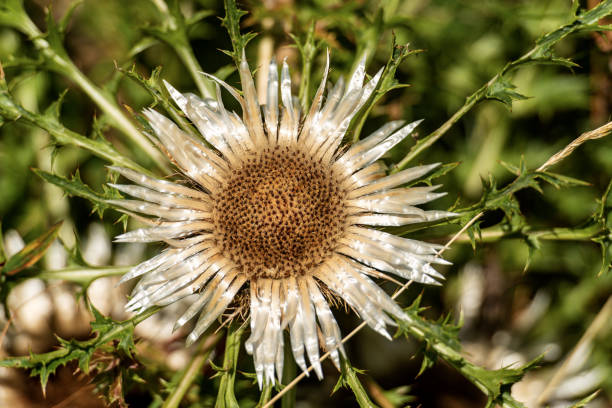 Silver thistle close-up. The image was captured in the swiss alps (canton of glarus) at an altitude of 1700m during autumn season.