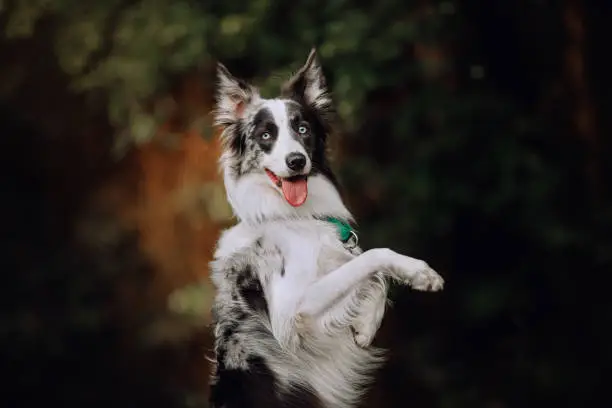 Blue-merle Border collie doing a trick in park in summer