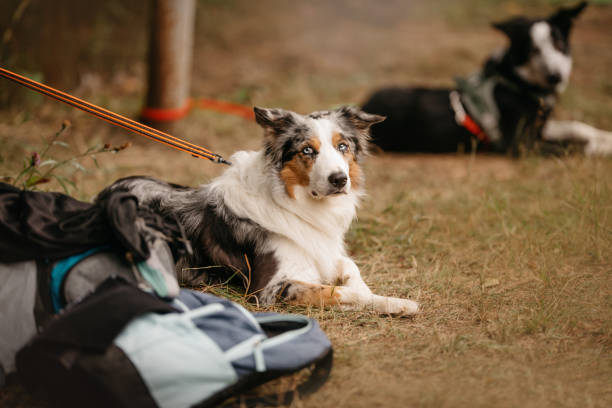 istock Border collie dogs are waiting for their turn 1170637155