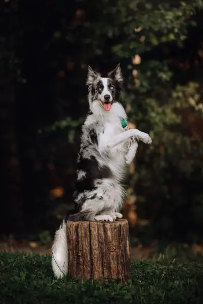 Blue-merle Border collie doing a trick on a stump