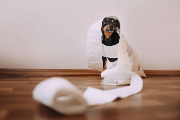 Photo of Little dog got tangled in toilet paper