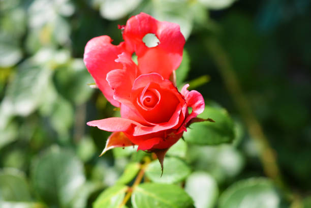 bocciolo luminoso di una rosa rosa con un petalo perforato, un petalo con buchi dalla natura in un giardino di casa, la città di dnipro, ucraina. - rosemary flower single flower flower head foto e immagini stock