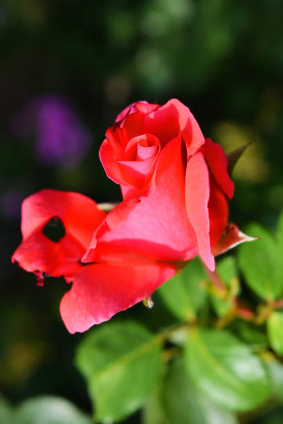 bocciolo luminoso di una rosa rosa con un petalo perforato, un petalo con buchi dalla natura in un giardino di casa, la città di dnipro, ucraina. - rosemary flower single flower flower head foto e immagini stock