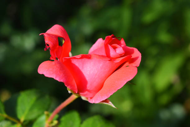 bocciolo luminoso di una rosa rosa con un petalo perforato, un petalo con buchi dalla natura in un giardino di casa, la città di dnipro, ucraina. - rosemary flower single flower flower head foto e immagini stock