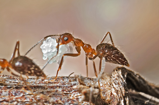 Macro Photography of Ant Carrying Eggs on Twig