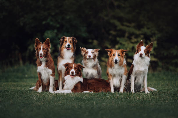 istock Many border collie dogs sitting next to each other 1170639220