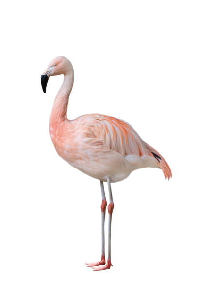 istock Greater pink flamingo (Phoenicopterus roseus) isolated on a white 1170639414