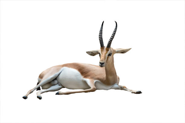 dorcas gazelle isolated on white dorcas gazelle isolated on white background antelope stock pictures, royalty-free photos & images