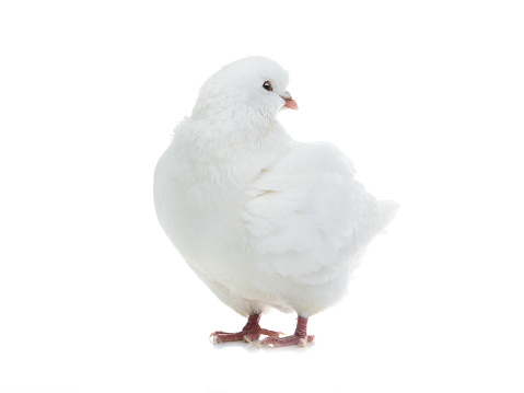 white dove isolated on a white background