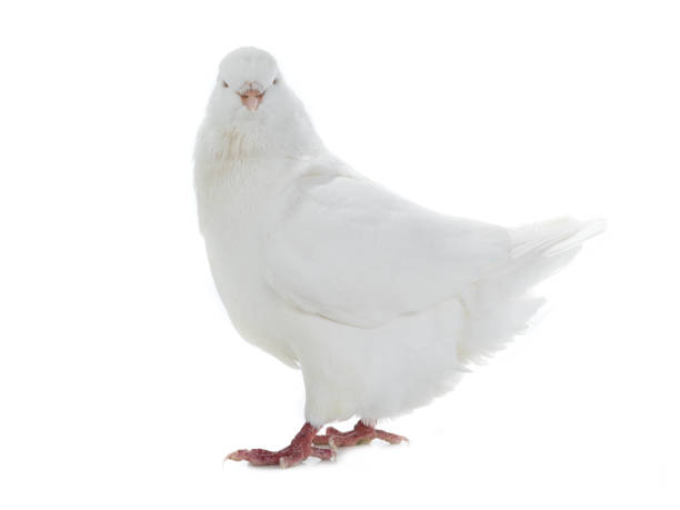 istock dove goes isolated on a white 1170639460