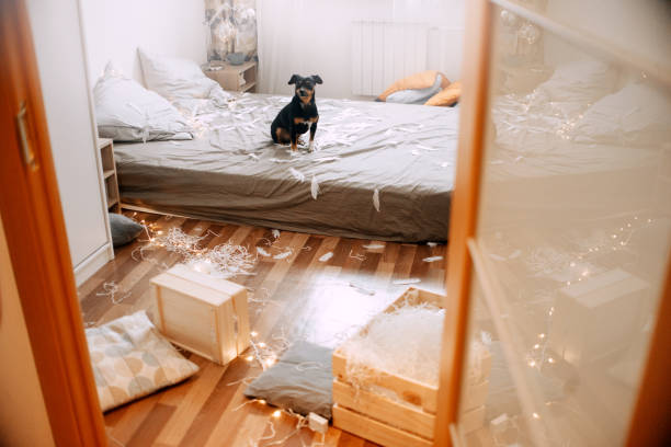 Little dog sitting on the bed in a mess stock photo