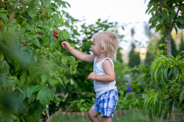 Young child blond boy eating blueberries in a summer forest. Children summer activities.
