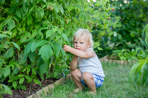 Little toddler boy, child, gathering raspberries