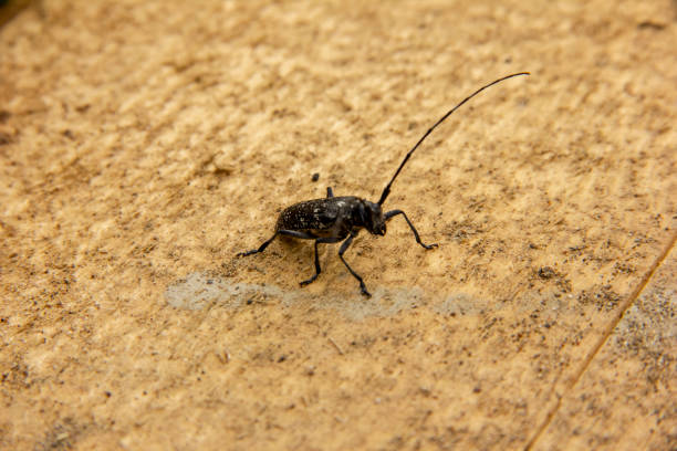 istock black beetle with a long mustache stands on an unprocessed wooden board. 1170642770