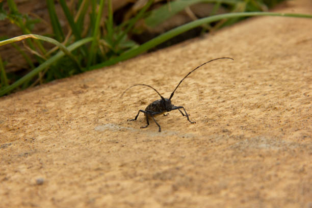 istock black beetle with a long mustache stands on an unprocessed wooden board. 1170642832