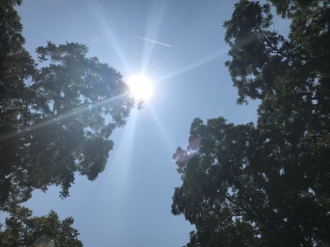 Upward view towards the sun at the beginning of a solar eclipse through the sky line of trees
