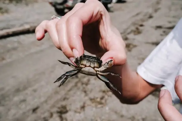 Play with crab