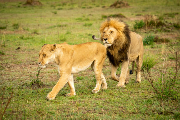 istock Male lion follows lioness over grassy plain 1170644228