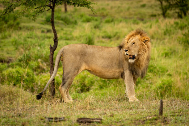 istock Male lion stands by tree looking back 1170644296