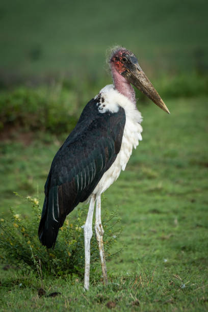 istock Marabou stork stands in grass by bush 1170644317