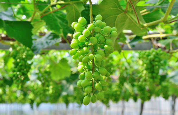 Close-up of green grape at vineyard.