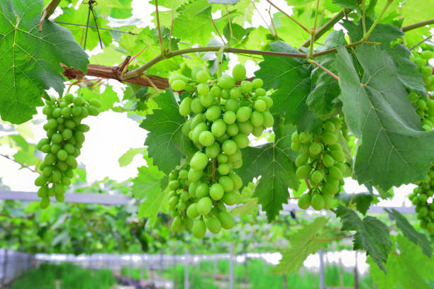 istock Close-up of Green Grape at Vineyard 1170644608
