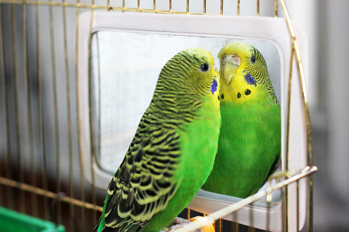 Melopsittacus undulatus. Green wavy parrot. Budgerigar. A beautiful wavy parrot sits in a cage near the mirror
