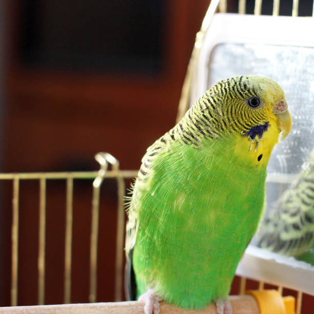 istock Melopsittacus undulatus. Green wavy parrot. Budgerigar. Wavy parrot in a cage 1170649925