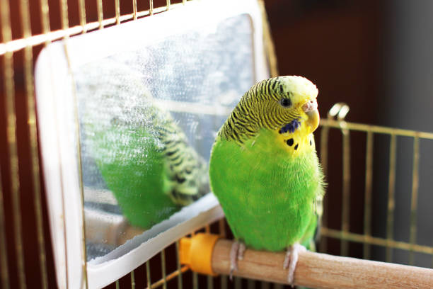 istock Melopsittacus undulatus. Green wavy parrot. Budgerigar. Wavy parrot in a cage 1170650054