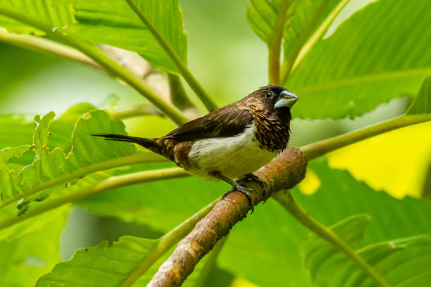 istock White-rumped Munia perching on a perch looking into a distance 1170650240