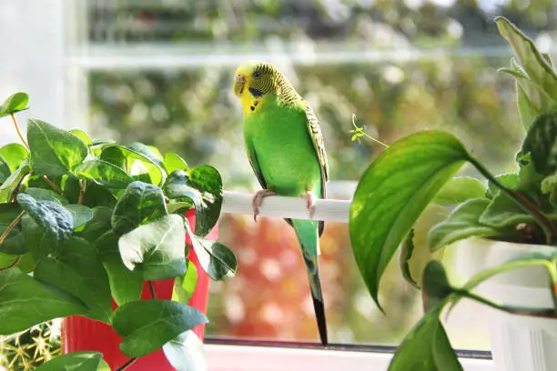 Photo of Budgerigar. Parrot near the window. Melopsittacus undulatus. Green wavy parrot