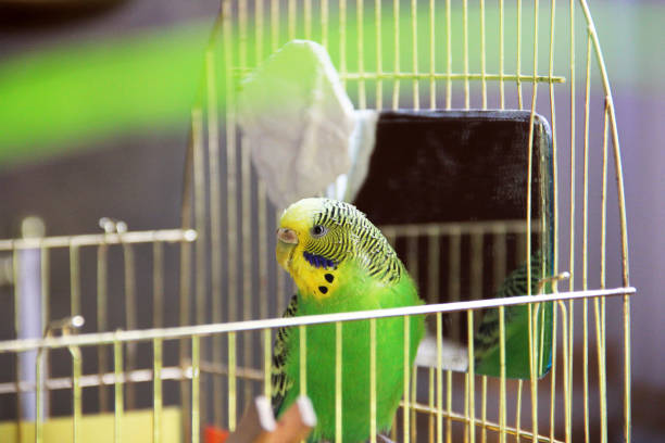 istock Melopsittacus undulatus. Green wavy parrot. Budgerigar. Wavy parrot in a cage 1170650460