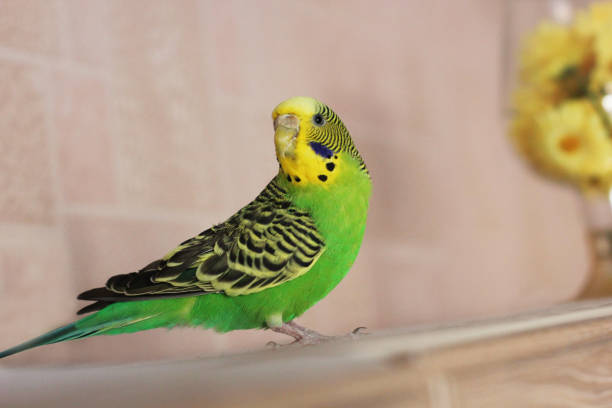 istock Melopsittacus undulatus. Green wavy parrot. Budgerigar 1170650542