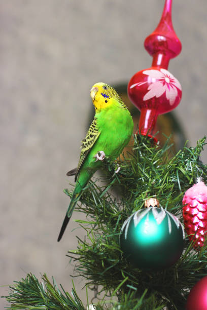 istock Melopsittacus undulatus. Green wavy parrot. Budgerigar. Parrot on a New Year tree 1170650576