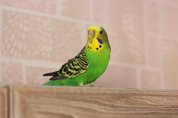 istock Melopsittacus undulatus. Green wavy parrot. Budgerigar 1170650591