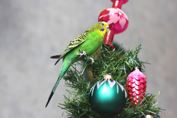 istock Melopsittacus undulatus. Green wavy parrot. Budgerigar. Parrot on a New Year tree 1170650637