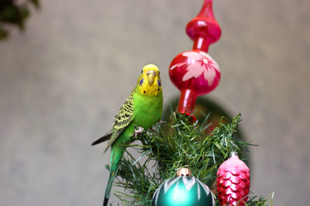 istock Melopsittacus undulatus. Green wavy parrot. Budgerigar. Parrot on a New Year tree 1170651257