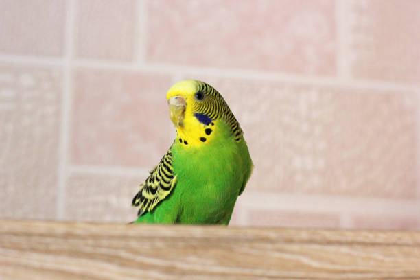 istock Melopsittacus undulatus. Green wavy parrot. Budgerigar 1170651269