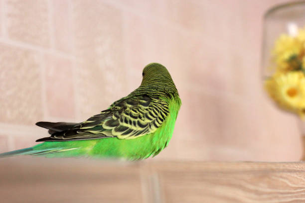 istock Melopsittacus undulatus. Green wavy parrot. Budgerigar 1170651276