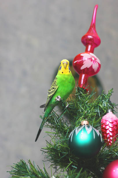istock Melopsittacus undulatus. Green wavy parrot. Budgerigar. Parrot on a New Year tree 1170651298