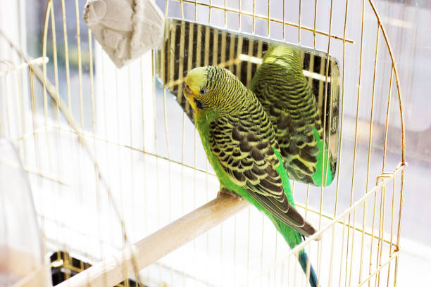 istock Wavy parrot in a cage. Melopsittacus undulatus. Green wavy parrot. Budgerigar 1170651305